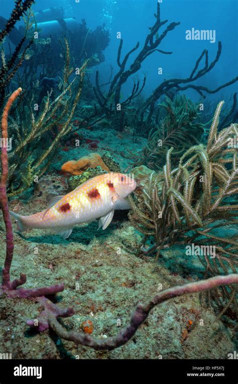 spotted goatfish, reef scene, Scuba, West Palm Beach, FL Stock Photo - Alamy