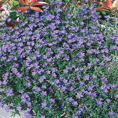 4 in. Grace Ward Blue Lithodora Plant-615 - The Home Depot