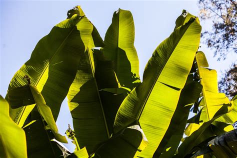 Walking Arizona: Banana Leaves