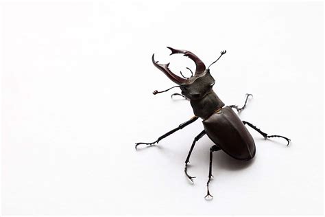 Common Stag Beetle | The Animal Facts | Appearance, Diet, Behavior