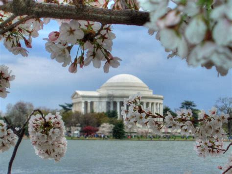 Cherry Blossoms + Jefferson Memorial Free Photo Download | FreeImages