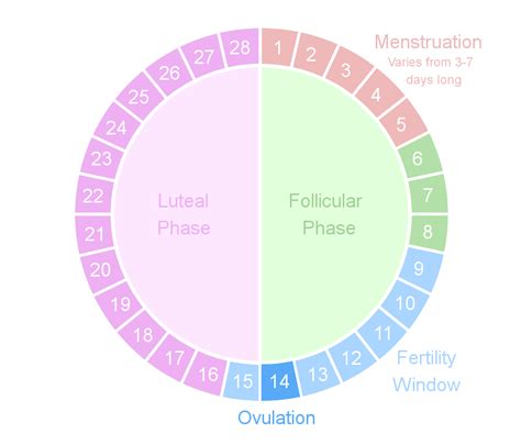 Finding Your Fertility: A Guide to Period and Fertility Tracking