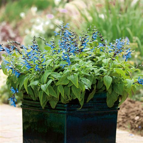 Black & Blue - Salvia guaranitica | Proven Winners