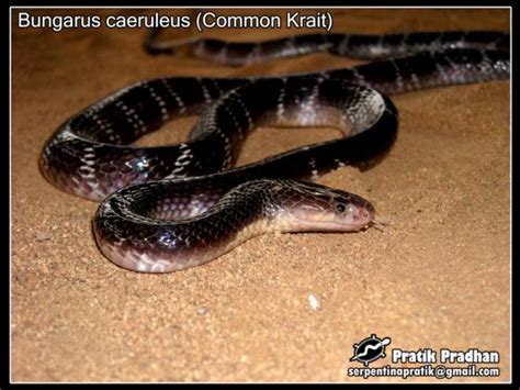 Bungarus caeruleus | The Reptile Database