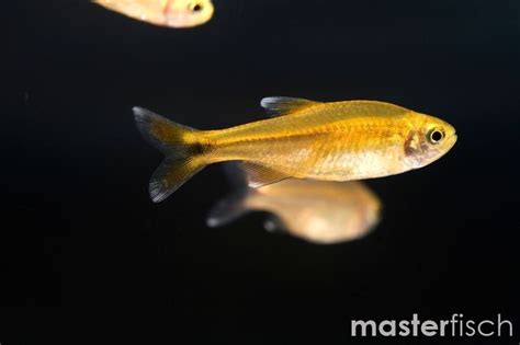 Silver-Tip Tetra - Hasemania nana | MasterFisch