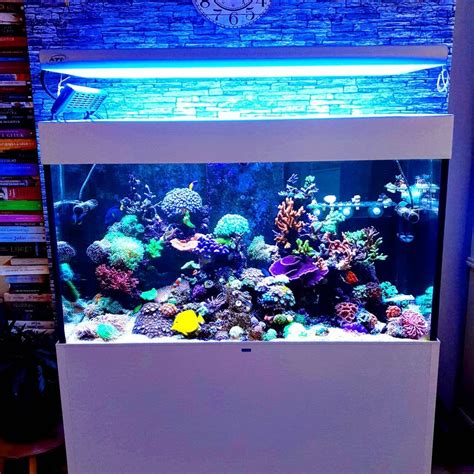 Amazing Marine Tank Design | Saltwater aquarium fish, Home aquarium ...