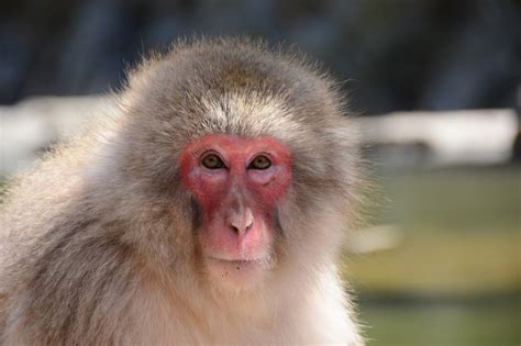 Japan's Snow Monkeys, and How to Visit the Nagano Snow Monkeys | Travel For Wildlife