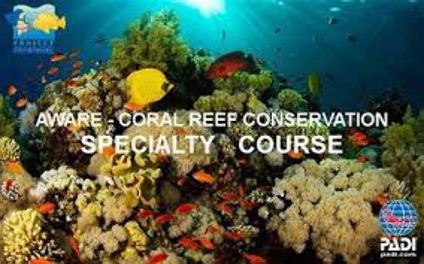 Coral Reef Conservation Course | PADI AWARE