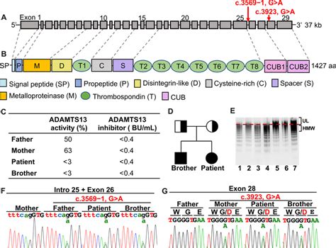 Structures of the ADAMTS13 gene and protein, and ADAMTS13‐related... | Download Scientific Diagram