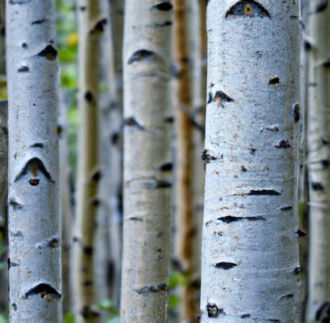 Premium AI Image | Close up of aspen trees and green leaves in forest