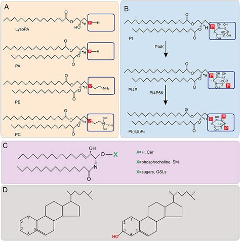 Frontiers | Host Lipids in Positive-Strand RNA Virus Genome Replication