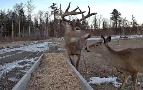 Brownville Deer Pantry, Maine.....now open 12/16/23 - 04/01/24 | North Carolina Hunting and ...