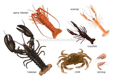 FOOD & KITCHEN :: FOOD :: CRUSTACEANS image - Visual Dictionary Online