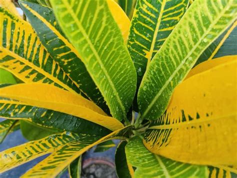 Explore the Finest Croton Plant Varieties to Grow at Home