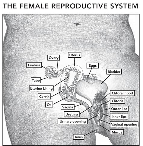 The Female Reproductive System Diagram