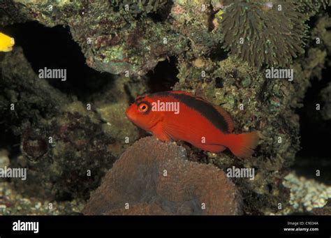 Scarlet hawkfish hi-res stock photography and images - Alamy