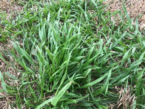 Help identifying a weed or grass in South Texas