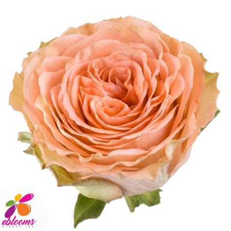 Peach Roses by Variety. Order online with Fee Shipping for all USA ...