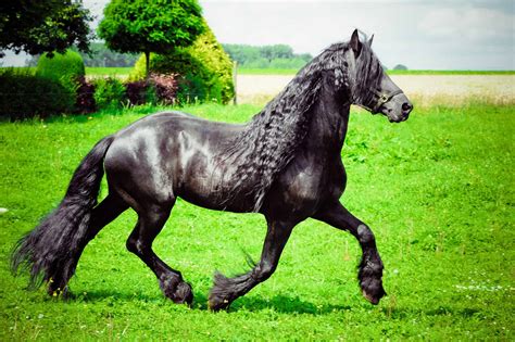 24 Friesian Horse Pictures You'll Love