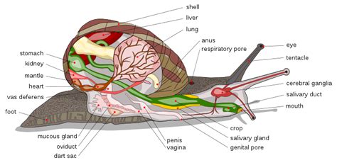 Difference Between Slug and Snail - Pediaa.Com