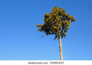 Member Agave Family Parrys Agave Bloom Stock Photo 54236962 | Shutterstock