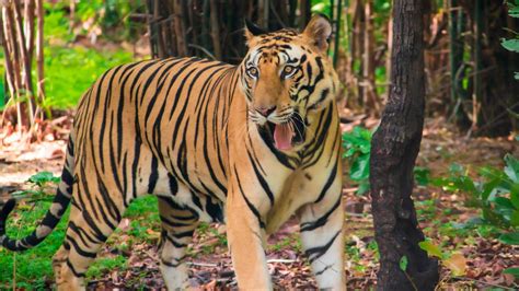 Free stock photo of bengal tiger, roar, siberian tiger