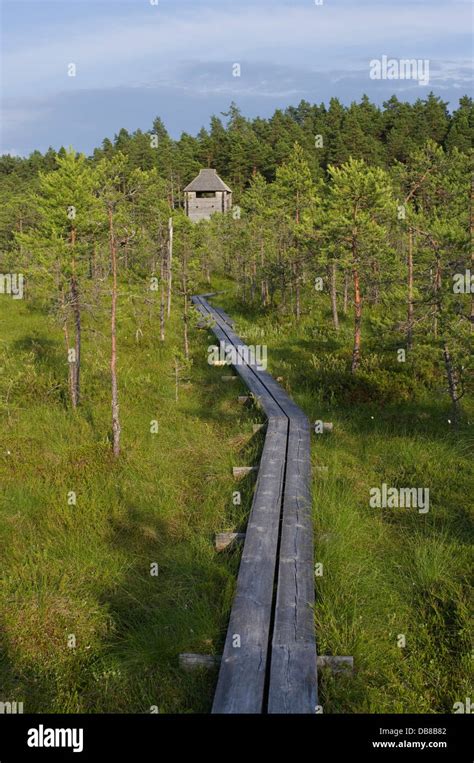 Selli-Sillaotsa Hiking Trail Watchtower in Alam-Pedja Nature Reserve ...