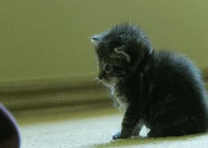 baby cat gifs Page 26 | WiffleGif