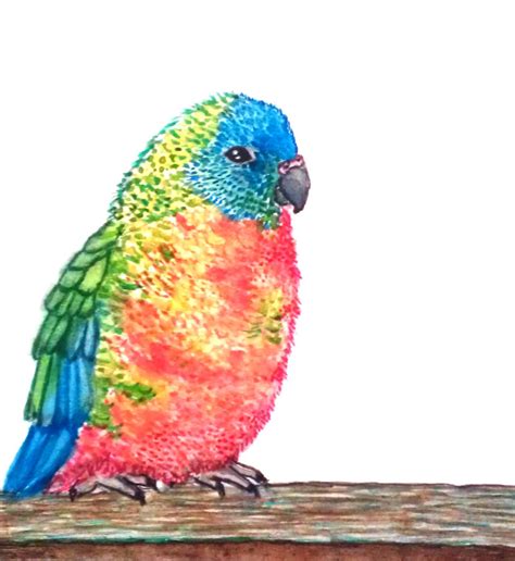 Rainbow Parrotlet by MariamHanna on DeviantArt