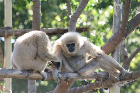 White Handed Gibbon Habitat, Facts, Behavior, Diet