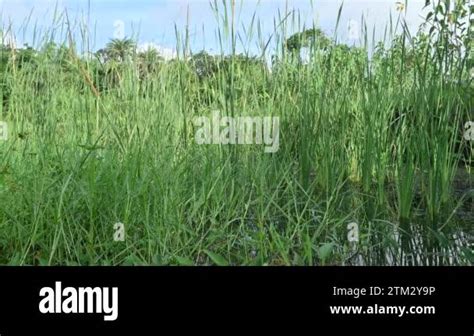 Typha angustifolia plant. Its other names lesser bulrush,narrowleaf cattail andlesser reedmace ...