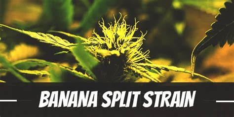 Banana Split Cannabis Strain Information & Review