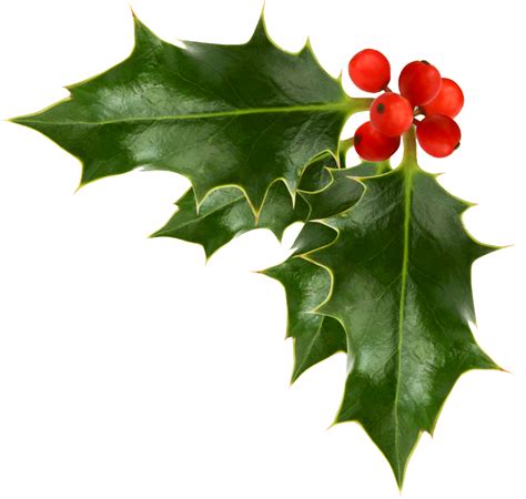 Common holly Christmas Free content Clip art - Corner Garland Cliparts ...