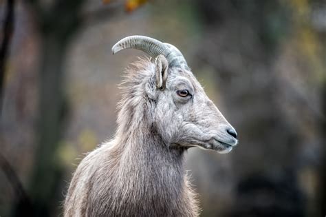 The Animals of the Buffalo Zoo – Anthony Morganti Photography