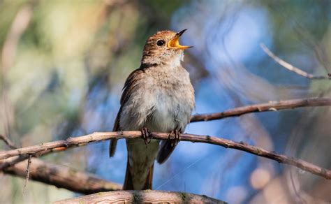 Common Nightingale Symbolism - Wild Bird Buzz