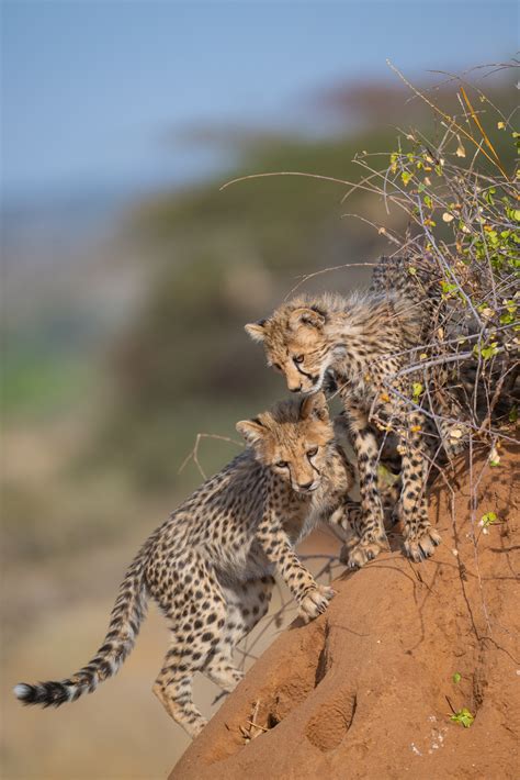 More Cheetah Cubs | Sean Crane Photography