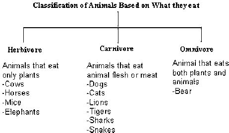 Top 136+ Pictures of feeding habits of animals - Merkantilaklubben.org