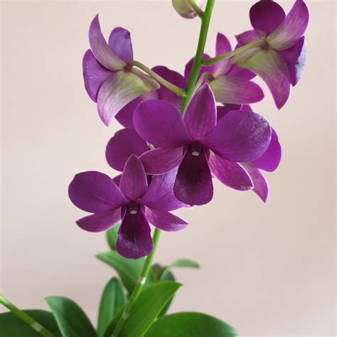 Dendrobium Orchid – www.daun.com.my