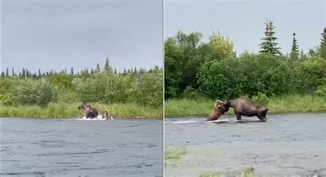 Video: Brown Bear Catches and Kills Moose | Outdoor Life