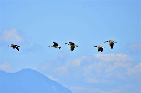 Wild Geese Formation - Free photo on Pixabay