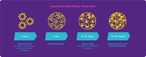 Successful Transduction Using Lentivirus