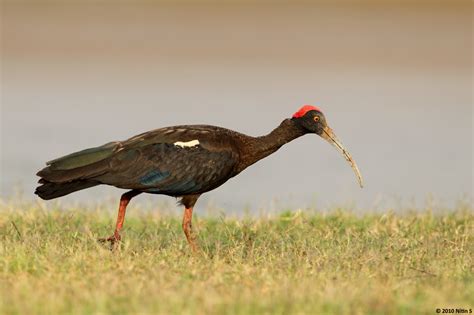 Indian Birds Photography: [BirdPhotoIndia] Black Ibis