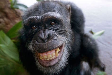 Thinking of getting a chimpanzee? Read this first. - CSMonitor.com