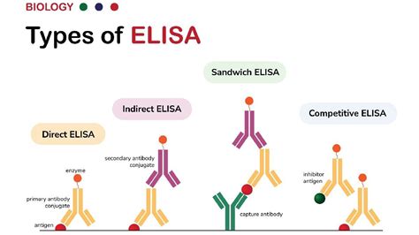 5 Types And Applications Of ELISA - Health2Wellness