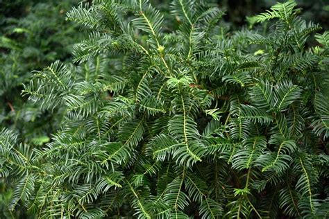 Growing the Japanese Plum Yew in the Home Garden