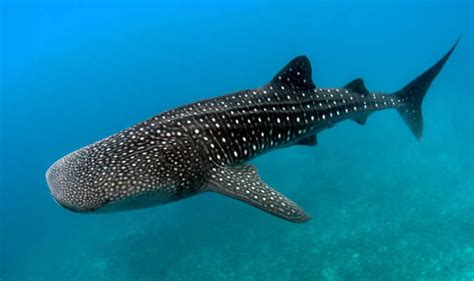 Ten things you never knew about…whale sharks | Express.co.uk