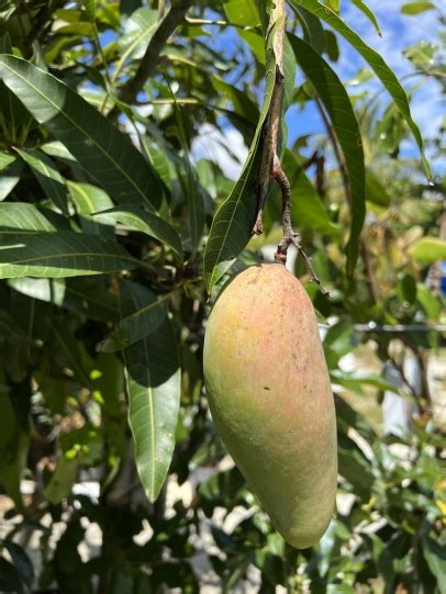 Hidden Acres Mango Farm | Edible South Florida