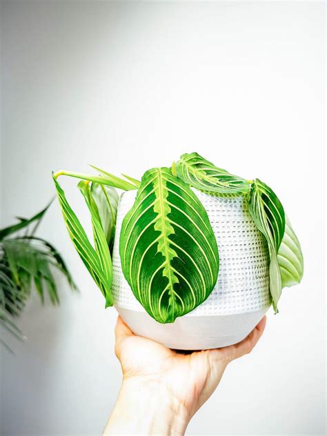 Prayer Plant Care: Keeping Maranta Leuconeura Alive the Easy Way ...