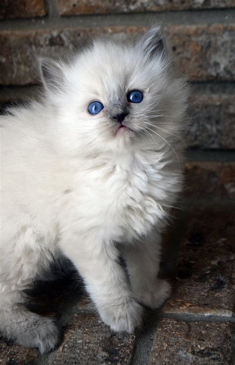 blue point ragdoll kitten Gato Ragdoll, Siamese Cats, Kittens Cutest ...