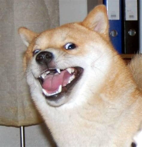 Doge Meme Template Collection